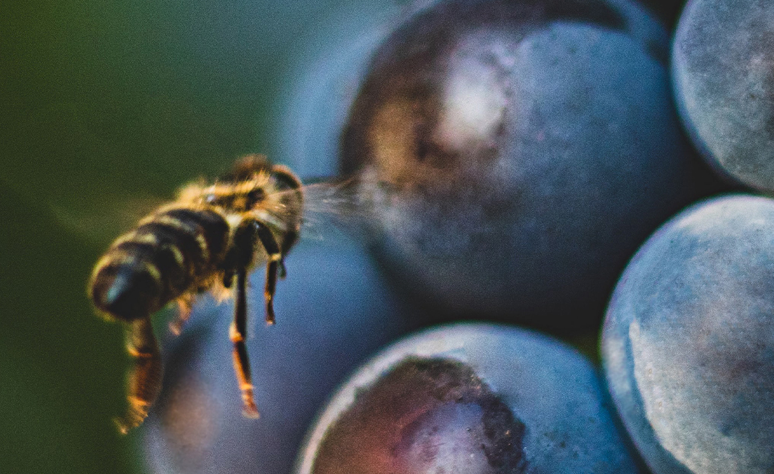Biolo&shy;gischer Weinbau: Wenn die Natur das Sagen hat